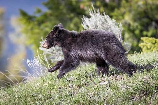 Black Bear Cub Running