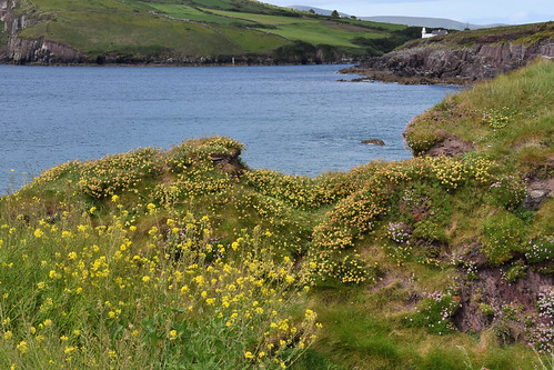 Cliff Walk | by John A King