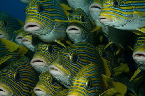 plectorhinchus polytaenia_sweetlip