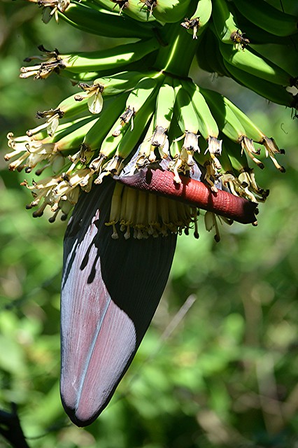 Deep red Banana bud and a profusion of tiny forming fruit