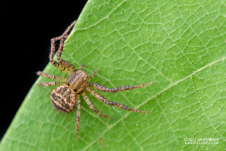 Crab spider (cf. Pycnaxis sp.) - DSC_5561