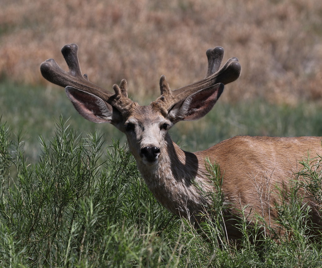 Big Mule Deer Buck In Velvet - a photo on Flickriver