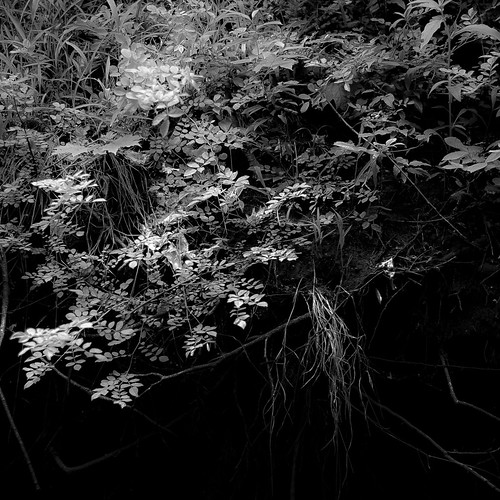 d5000 nikon potawatomiwoods blackwhite blackandwhite branches bw creek forest landscape leaves light monochrome natural noahbw shadow spring square stream woods