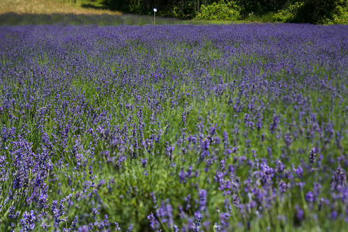 lavenderhillfarmofniles michigan niles farm field flower landscape lavender outdoor purple sunny unitedstates us