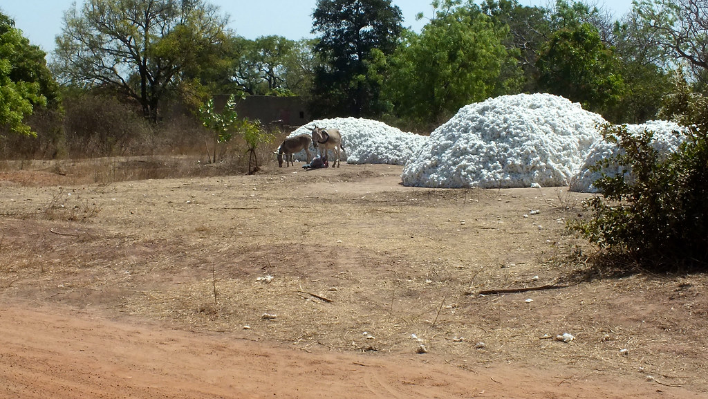 Raw cotton ready to processed. The dry forest and woodlands of Africa cover 54% of the continent and support some...