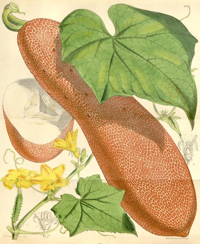 Curtis's botanical magazine v.102 [ser.3:v.32] (1876) | Flickr