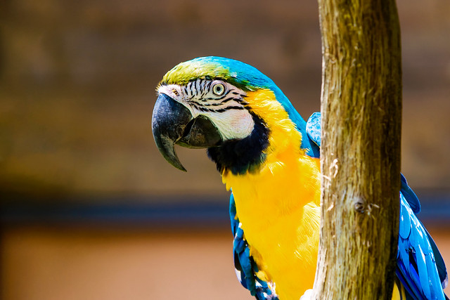 Blue-and-yellow Macaw : ルリコンゴウインコ