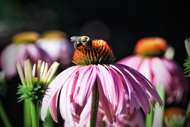 coneflower and a bee