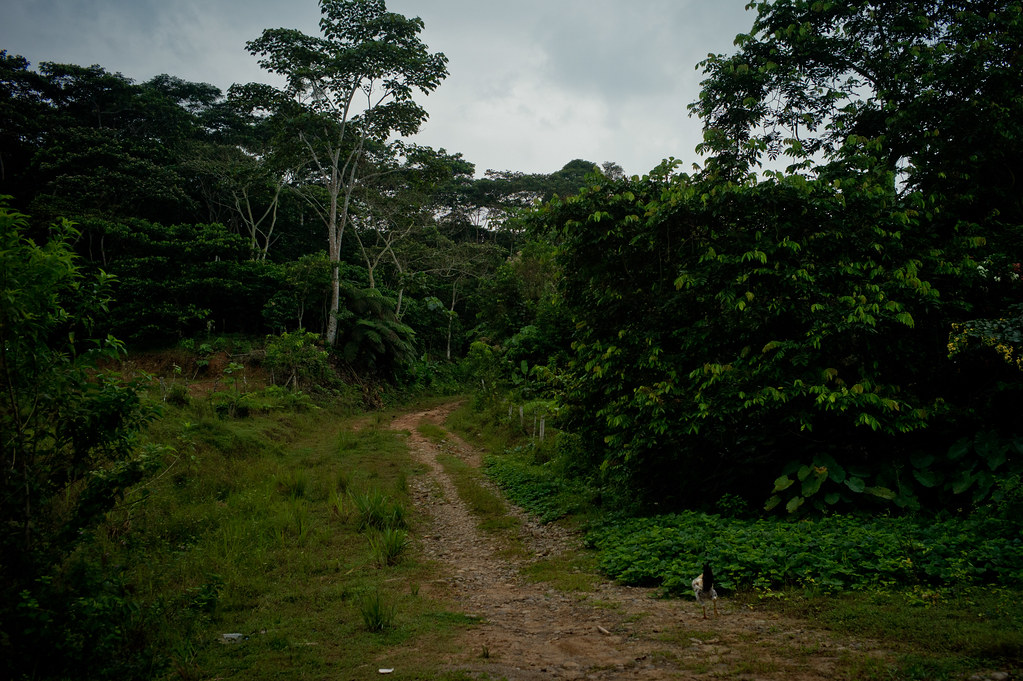 A secondary road into the forest near Coca, Ecuador.
