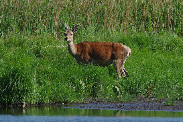 IMGP0131c Red Deer (hind), Leighton Moss, May 2017