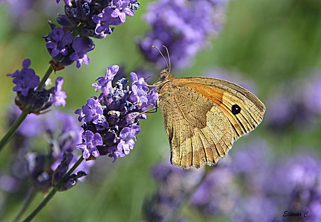 Meadow Brown (Maniola jurtina) on Lavender (Female)