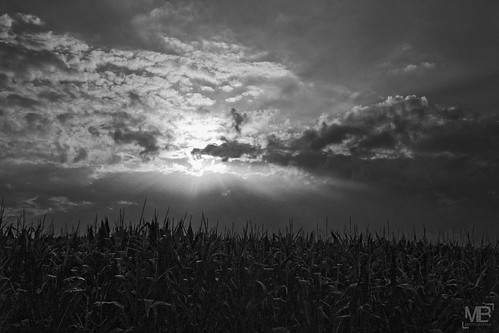 elmaritm28mmf28asph leicam8 rangefinder monochrome noirblanc blackwhite ciel sky nuages frankreich france clouds sunrise levédusoleil nuageux maïs 2015 vacances normandie cotentin