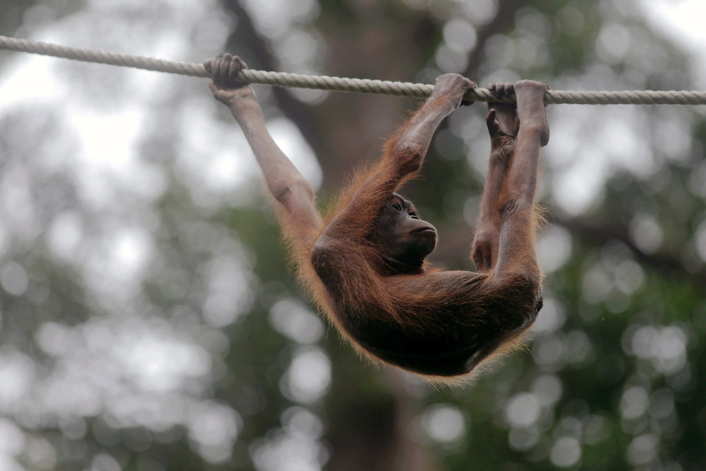 Orangutan (Pongo pygmaeus) hanging on a rope at Sepilok Orang Utan Rehabilitation Centre. Sabah, Malaysia.