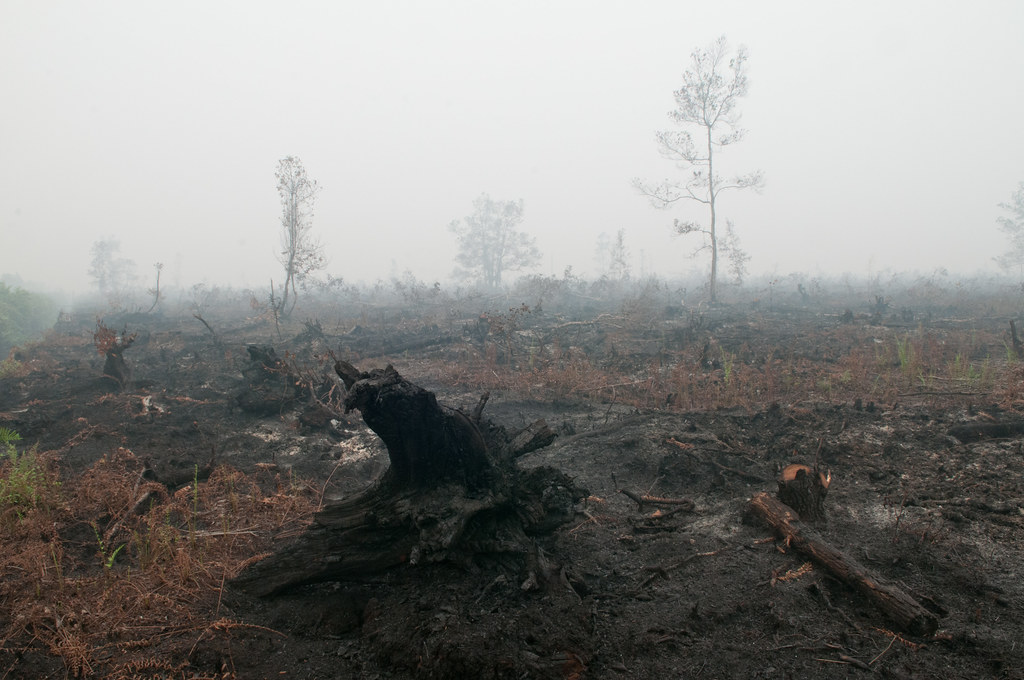 An expanse of burnt peat in Palangka Raya, Central Kalimantan.