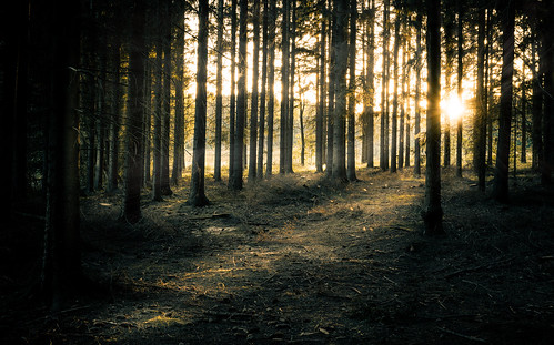 nikond810 sigmalens erzgebirge sachsen saxony germany oremountains forest wald wood nature landscape outdoor sunset dusk sonnenuntergang dämmerung