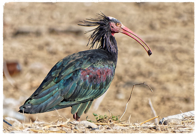 Ibis ermità - Ibis eremita - Northern bald ibis - Geronticus eremita