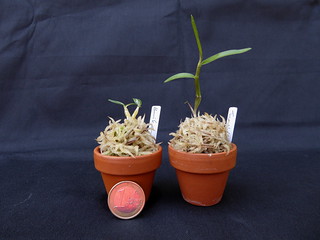 Dendrobium moniliforme Benikomachi (紅小町)  und Dendrobium moniliforme Tenshikou (天紫) | by Orchimatze