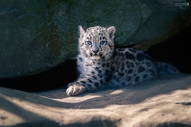 Want to be king | Schneeleopardwelpe - snow leopard cub ( Panthera uncia )