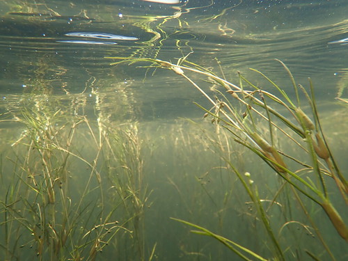 Photo of underwater bay grasses taken during department survey