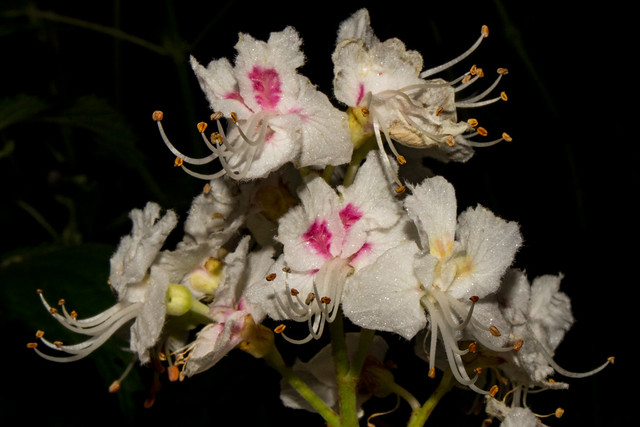 Flowers of Aesculus hippocastanum