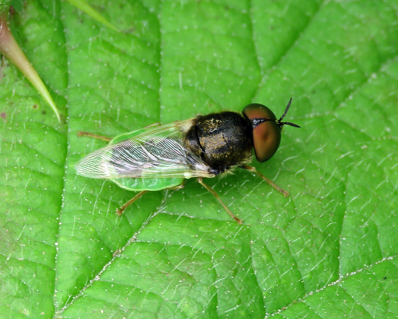 Common Green Colonel - Oplodontha viridula