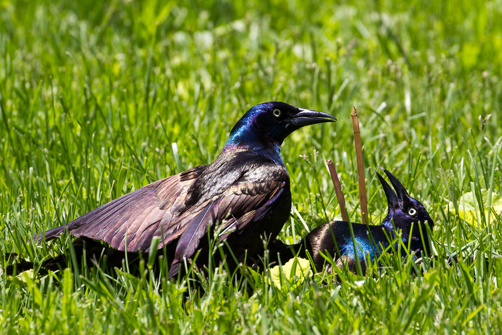 Best of Grackle Fight(click through on this one)