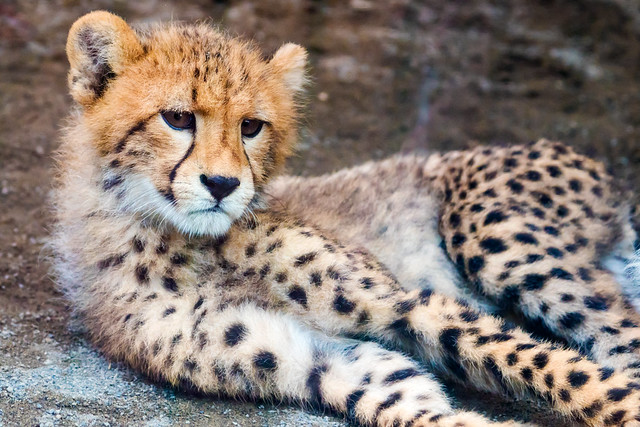 Cub Cheetah : チーターの赤ちゃん