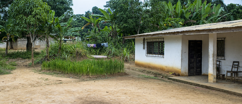 Private garden, rizce plantation in the village of Minwoho, Lekié, Center Region, Cameroon.