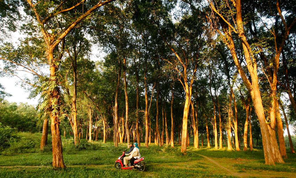 Teak forest plantation. Jepara, Central Java, Indonesia, June, 2009.