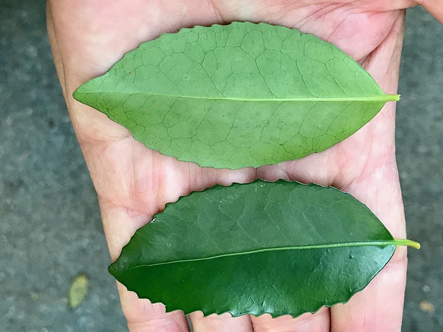 Elaeodendron curtipendulum - Tamana