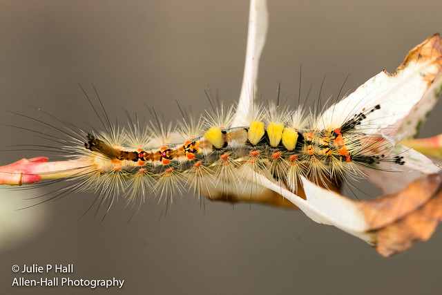 Vapourer Moth, Orgyia Antiqua Caterpillar