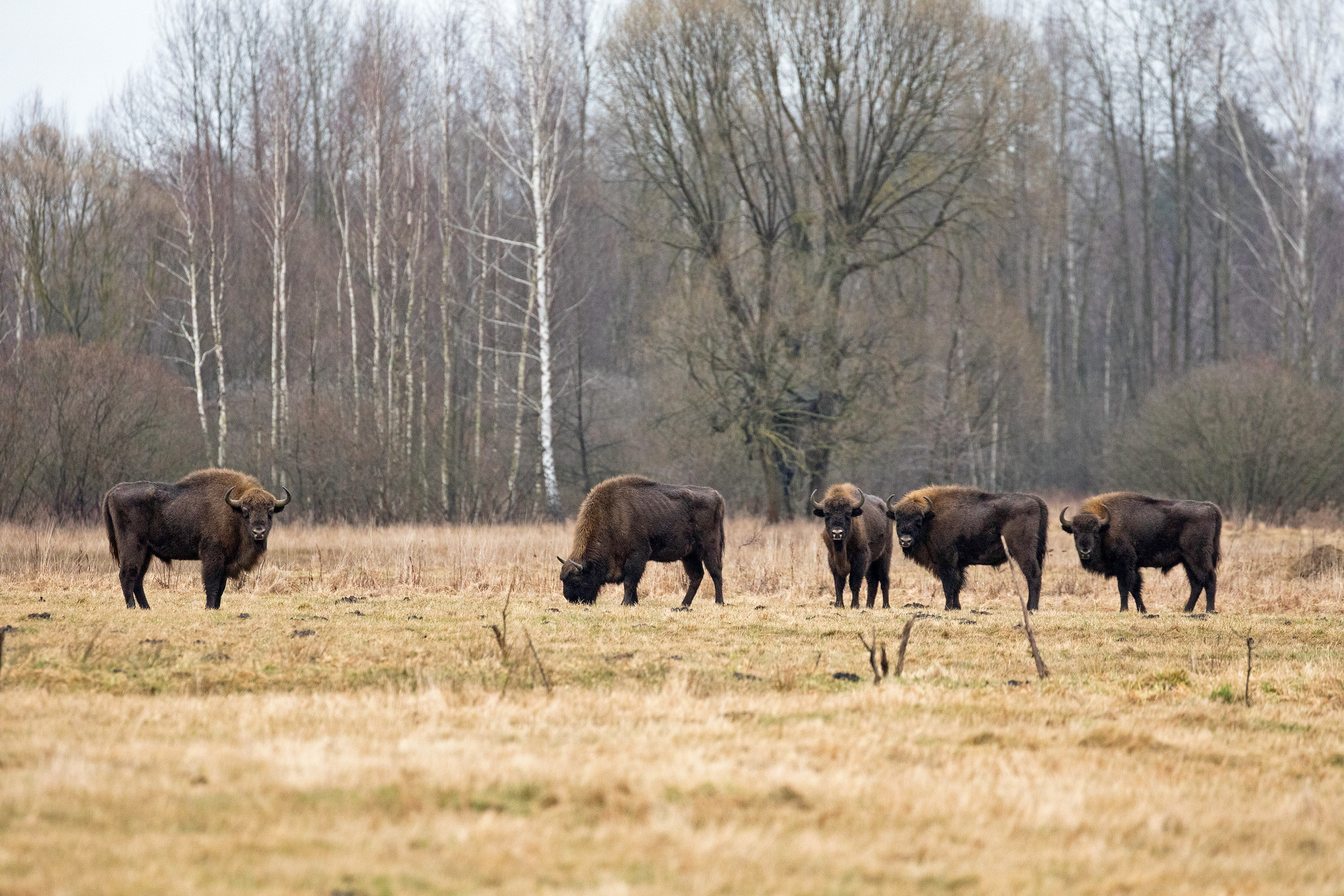 European Bison - Poland