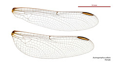 Austrogomphus collaris female wings