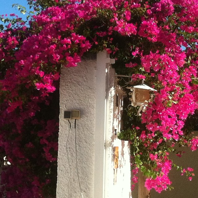 Bougainvillea at my house