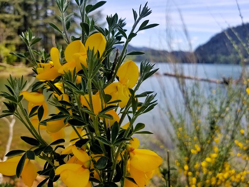 lakeside flower view birthday