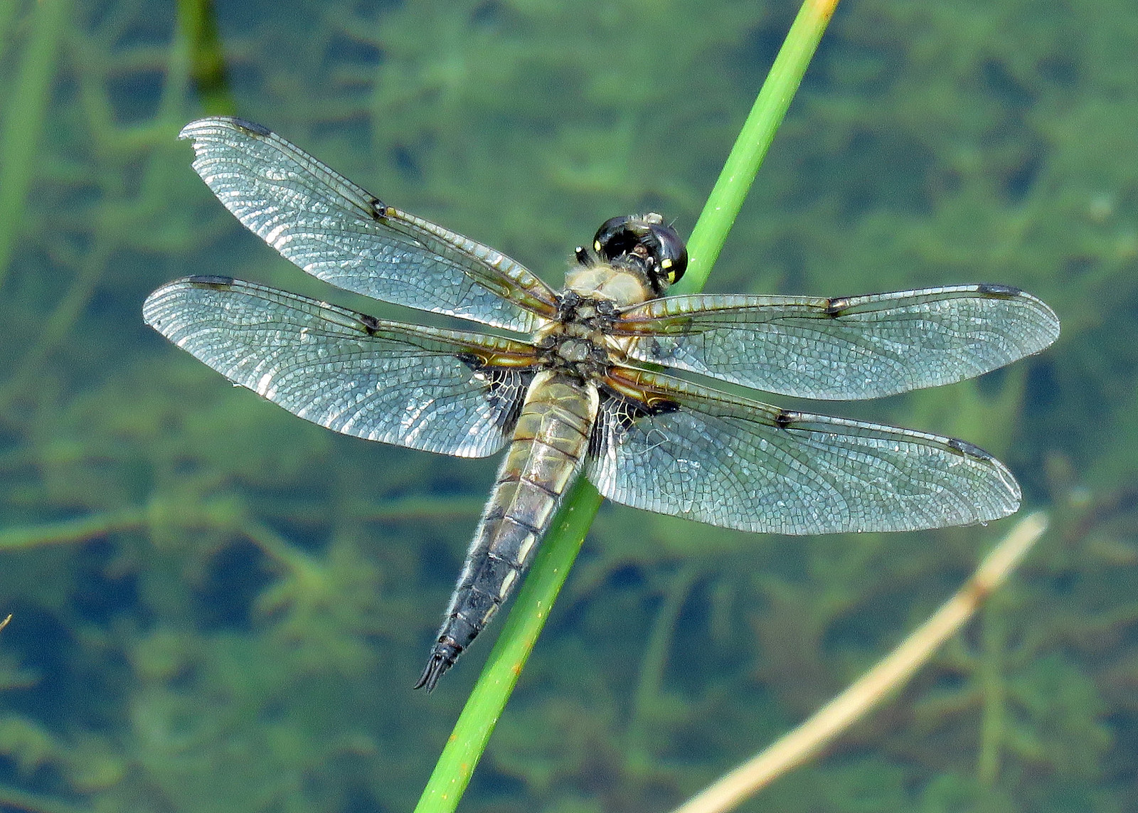 Four-spotted Chaser - Libellula quadrimaculata