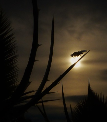 fly silhouette teasel morning sunrise nature wildlife