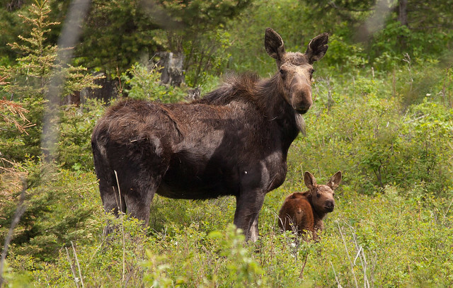 A Moose and Her New Baby
