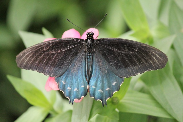 Brookside Gardens ~ Wings of Fancy