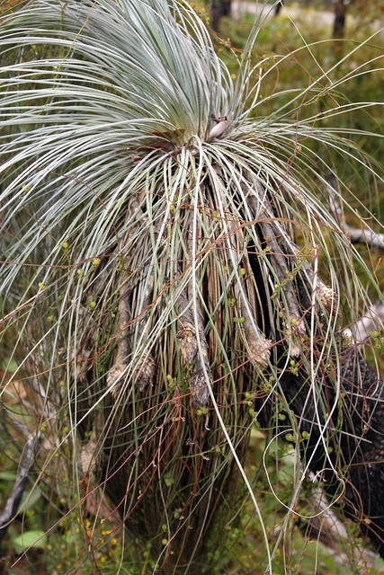 Kingia australis - bullanock and Xanthorrhoea preissii - Balga, Porongurup National Park, South Western Australia