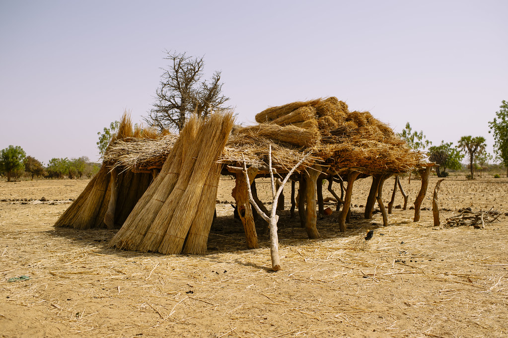 The village of Sindri (Kongoussi area), drying and preservation of traditional animal fodder. Burkina Faso.