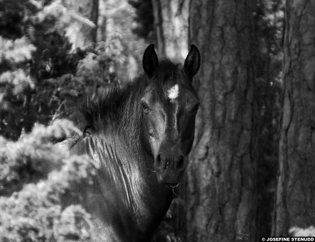 20150707_3k Semi-feral Gotland pony mare | Lojsta Hed, Gotland, Sweden