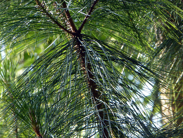 Pinus massoniana Lamb. 1803 (PINACEAE)