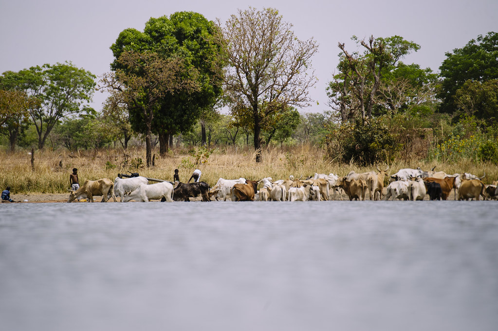 Cattle drink from a reservoir, often the last water point during the hottest and dryest months of the year, in...