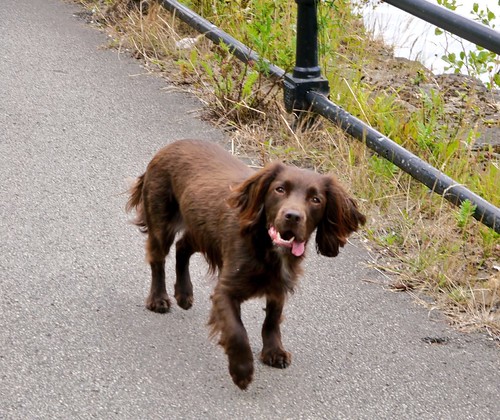 Friendly pooch | by barry_deeming