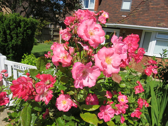 UK - East Sussex - Wannock - Pink flowers