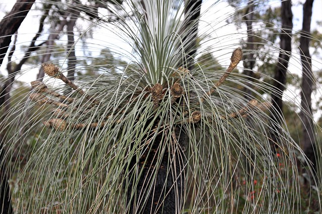 Kingia australis - bullanock, Porongurup National Park, South Western Australia