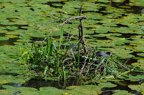 Coot by reedy nest among waterlilies