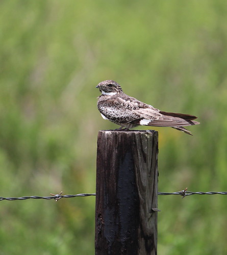 Common Nighthawk 2 Anahauc NWR | by johnd1964
