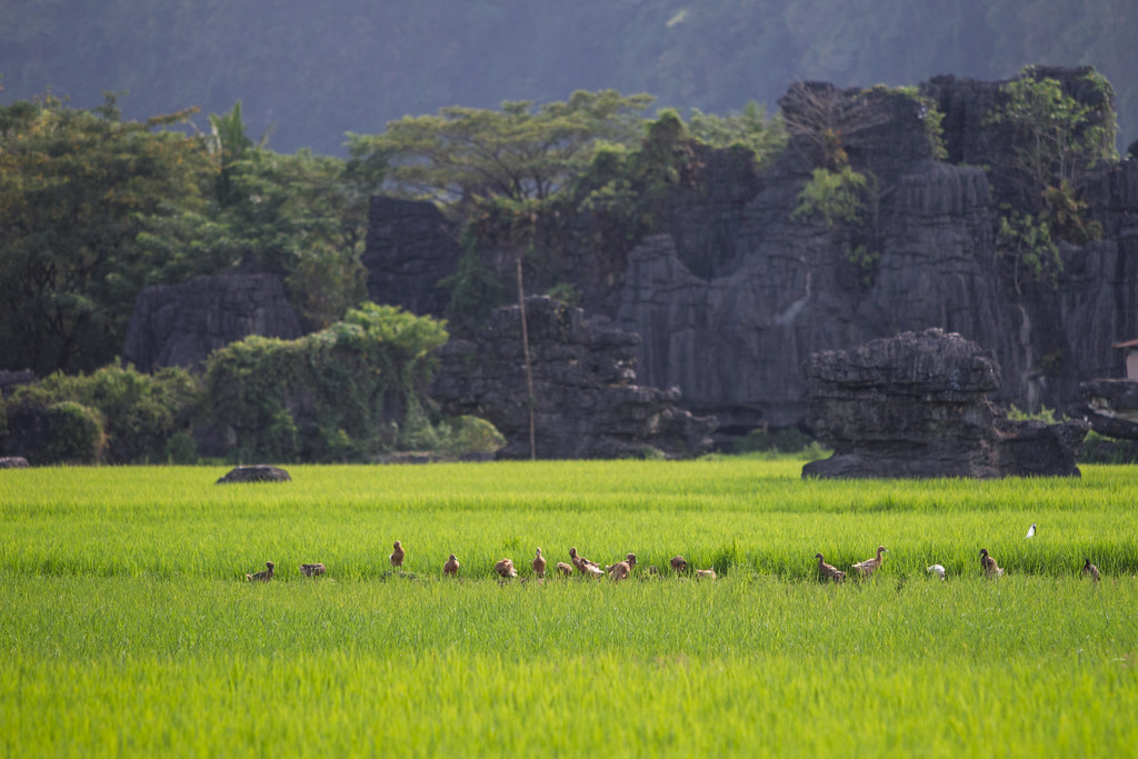Maros, Indonesia. A group of duck at a rice paddy field in Salenrang village, Maros, South Sulawesi, Indonesia on June...
